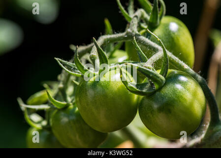 Die Unreife Gärtner Freude Tomaten Stockfoto