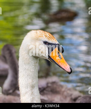 Weißer Höckerschwan (Cygnus olor) Hals und Kopf hoch, bis zu schließen. Stockfoto