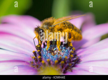 Europäische Honigbiene (APIs mellifera) auf Osteospermum ecklonis (afrikanische Gänseblümchen) bestäubende Blume in Sussex, Großbritannien. Honigbienen-Makro. Honigbienen. Stockfoto