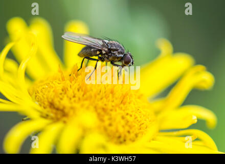 Eine Fliege auf eine gelbe Blume im Sommer in West Sussex, England, UK. Stockfoto