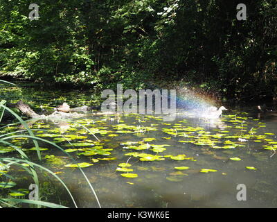 Ente im Wasser plantschen Rainbow Stockfoto