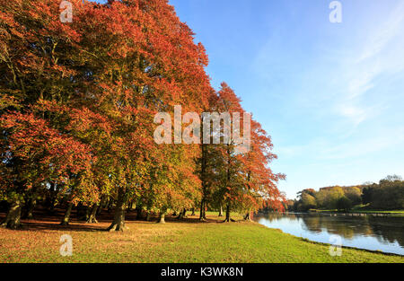 Herbstbäume auf dem Gelände des Blenheim Palace, Oxfordshire, England Stockfoto