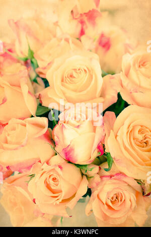 Vintage tone Gelbe Rosen mit rosa Spitzen Stockfoto