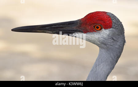 Sandhill Crane closeup Headshot mit unscharfen Hintergrund Stockfoto