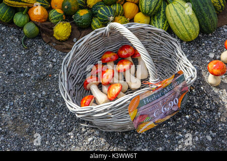 Farbenfrohe Kürbisse, pumkins und Squash außerhalb shjop in Oetz, Tirol, Österreich Stockfoto