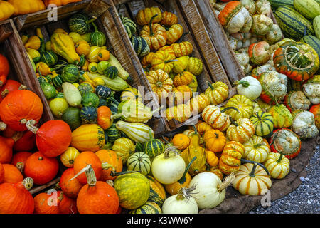 Farbenfrohe Kürbisse, pumkins und Squash außerhalb shjop in Oetz, Tirol, Österreich Stockfoto