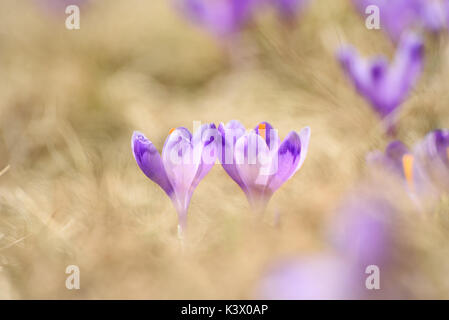Frühlingsblumen Krokus Stockfoto