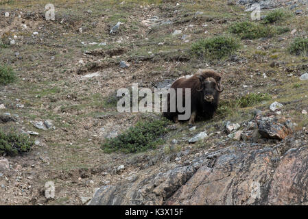 Grönland, östlichen Grönland, Scoresbysund aka Scoresby Sund. Muskox (WILD: Ovibos moschatus) in der Nähe von Eilson Gletscher. 71° 03 58 N, 27° 42 58 W Stockfoto