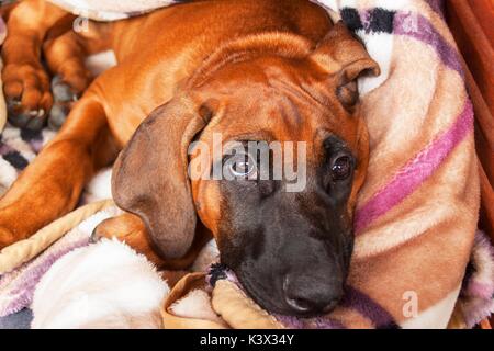 Rhodeian Ridgeback Welpe ist auf dem Boden liegt. Ruhe junger Hund. Der Hund Augen Stockfoto