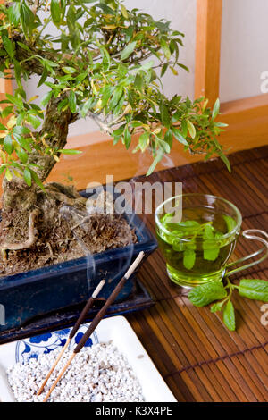 Bonsai; Weihrauch und grüner Tee gegen eine traditionelle japanische shoji Fenster Stockfoto
