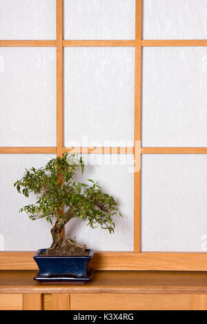 Bonsai Baum gegen eine shoji Schiebefenster in einem traditionellen japanischen Interieur Stockfoto