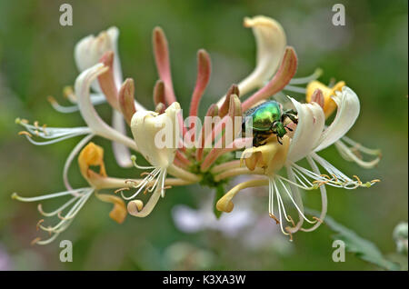 Rosenkäfer (Cetonia aurata) am Geißblatt Stockfoto