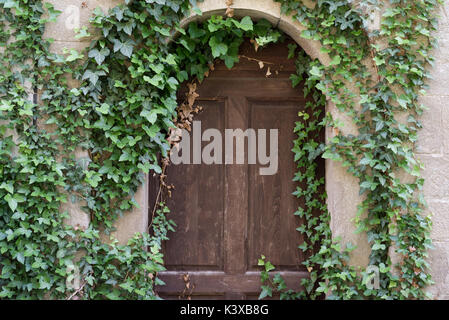 Alte Holztür mit Efeu Stockfoto