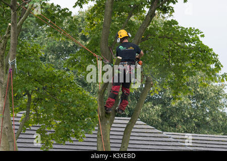 Baum Chirurg in Schutzausrüstung arbeiten, mit Kletterseilen für Safety & holding Kettensäge, hoch in den Filialen der Garten baum - Yorkshire, England, UK. Stockfoto