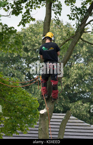 Baum Chirurg in Schutzausrüstung arbeiten, mit Kletterseilen für Safety & holding Kettensäge, hoch in den Filialen der Garten baum - Yorkshire, England, UK. Stockfoto