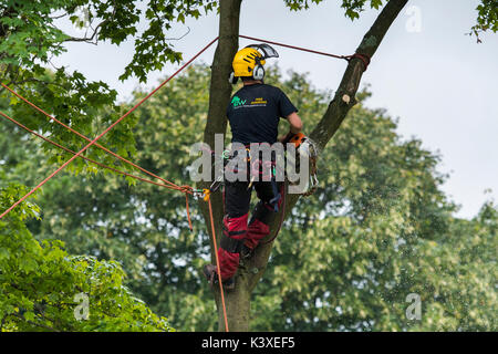 Baum Chirurg in Schutzausrüstung arbeiten, mit Kletterseilen für Safety & holding Kettensäge, hoch in den Filialen der Garten baum - Yorkshire, England, UK. Stockfoto