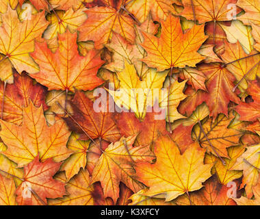 Nahtlose Textur mit Maple Leaves Stockfoto