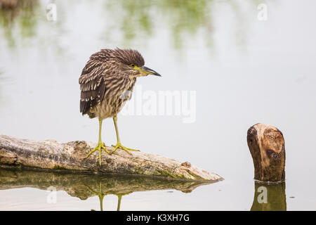 Junger Nachtreiher auf dem Ast in das Naturschutzgebiet in der Provinz Rom in Italien Stockfoto