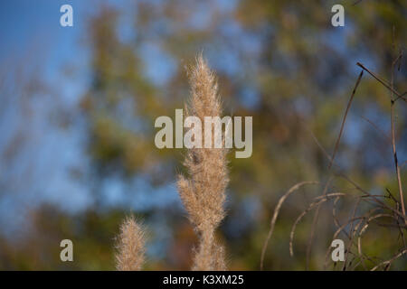 Wasser Reed gegen einen hellen blauen und grünen Hintergrund Stockfoto