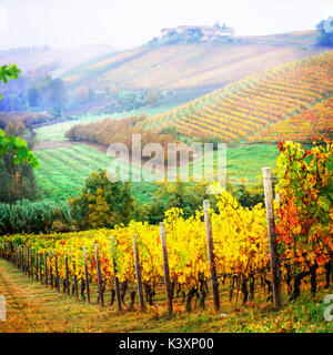 Beeindruckend bunte Weinberge in Piemont, Italien. Stockfoto