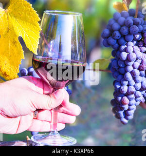 Herbst Ernte - reife Trauben und Glas Rotwein Stockfoto