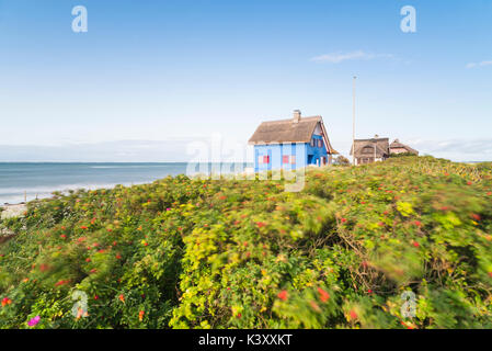 Historische Blue Beach Haus mit Reetdach und Hund Rosenbusch durch den Wind verwischt auf der Halbinsel Graswarder bei Heiligenhafen, Deutschland Stockfoto