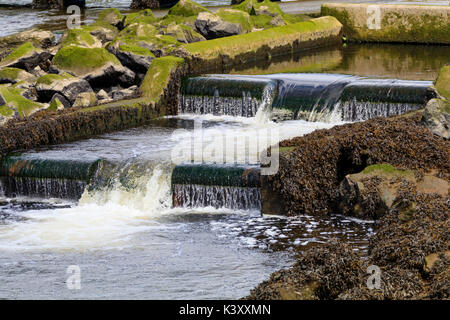 Unteren Teil der Fischtreppe an Lopwell Damm am Fluss Tavy, Devon, Großbritannien Stockfoto