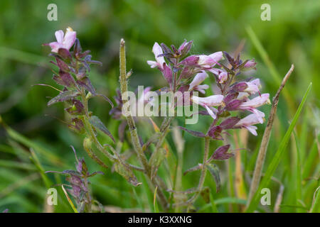 Klein, Rosa, Ende Sommer Blumen rot bartsia, Odontites vernus, einem Hemi-Parasiten von Gräsern Stockfoto