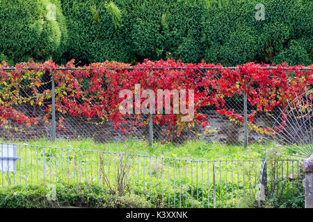 Leuchtend rote Herbstfarbe von wildem Wein, Parthenocissus Subtomentosa, auf einem Zaun am Lopwell Dam, Devon Stockfoto