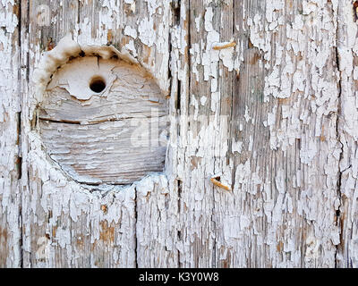 Detaillierte Bild eines alten Tor in Weiß gestrichen. Stockfoto