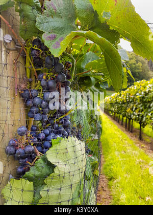 Nahaufnahme der roten Trauben (Pinot Noir Précoce), die auf einem kleinen Weinberg geerntet werden können Stockfoto