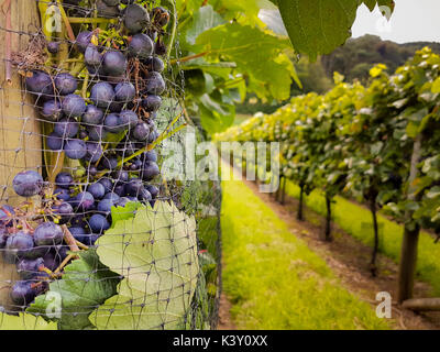 Nahaufnahme der roten Trauben (Pinot Noir Précoce), die auf einem kleinen Weinberg geerntet werden können Stockfoto