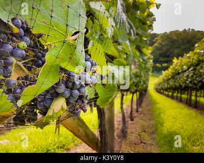 Nahaufnahme der roten Trauben (Pinot Noir Précoce), die auf einem kleinen Weinberg geerntet werden können Stockfoto