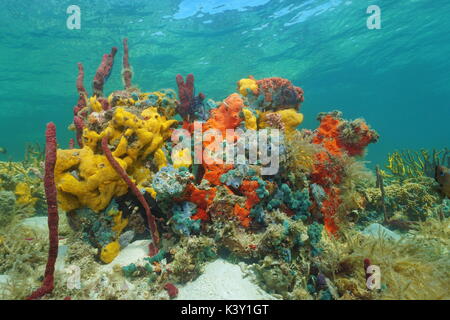 Bunte meeresschwämmen unter Wasser in einem Korallenriff, Karibik Stockfoto