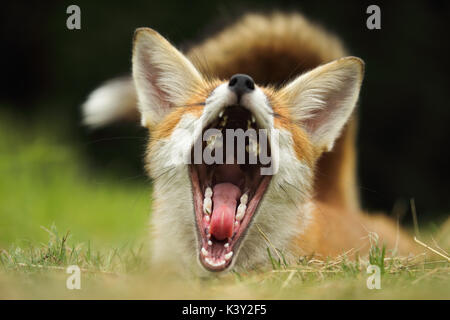 Junge Fuchs in ein großes Gähnen Stockfoto