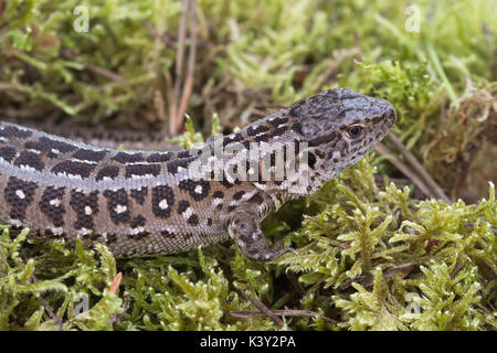 In der Nähe der weiblichen Zauneidechse (Lacerta agilis) auf Moss Stockfoto