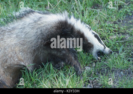 Toten Dachs Stockfoto