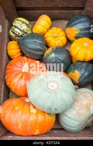 Verschiedene Kürbisse zum Verkauf in einem Obst- und Gemüsehändler shop in North Yorkshire im Herbst Stockfoto