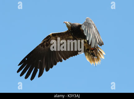 Nahaufnahme eines hooded Vulture im Flug Stockfoto