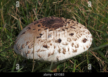 Macrolepiota procera Stockfoto