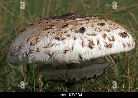 Macrolepiota procera Stockfoto