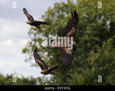 Nahaufnahme der drei schwarzen Drachen fangen Essen im Flug Stockfoto