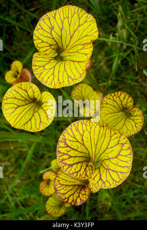 Reich verzierte Schlauchpflanzen (Sarracenia flava var. Ornata) wachsen in einem North Florida Moor. Stockfoto