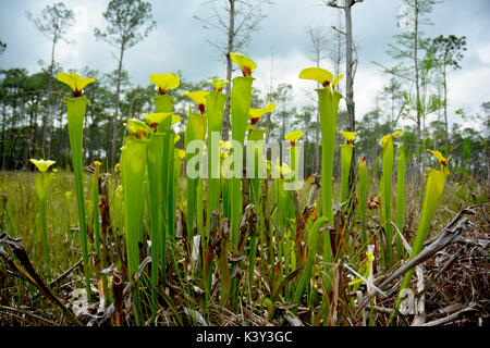 Staat bedroht Gelb überstieg Schlauchpflanzen (Sarracenia flava) im Moor in der Panhandle von Florida wächst. Stockfoto