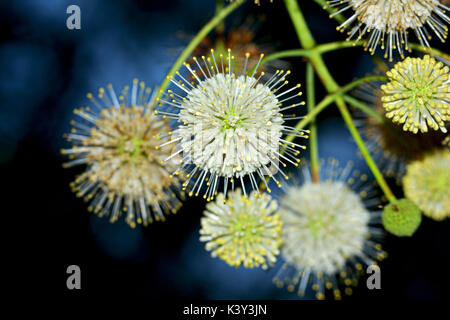 Naturen Feuerwerk - Taste bush (Cephalanthus occidentalis) - Florida Stockfoto