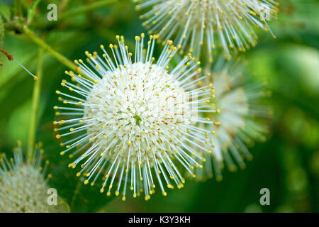 Naturen Feuerwerk - Taste bush (Cephalanthus occidentalis) - Florida Stockfoto