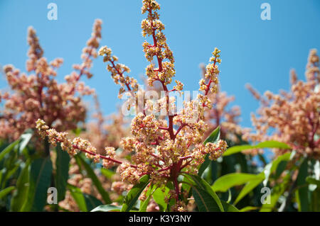 Mango Blüten Stockfoto