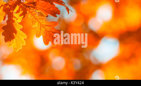 Herbstlaub, sehr flachen Fokus Stockfoto