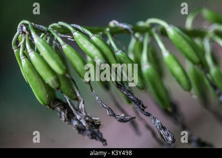 Hosta Samen, reife Samen in Kapseln Stockfoto