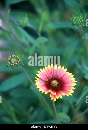 Eine einzelne Gaillardia oder Decke Blume Blüte leuchtet in der Mitte des grünen Blättern. Stockfoto